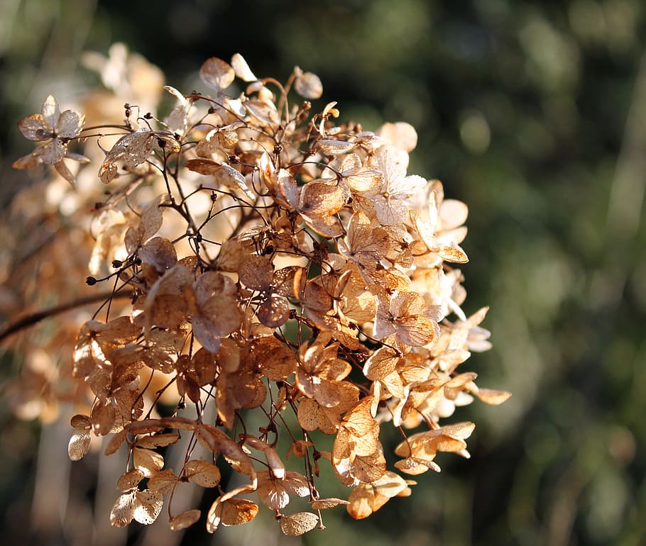 nature, flora, flower, tree, outdoors, hortensia, dried flower HD wallpaper