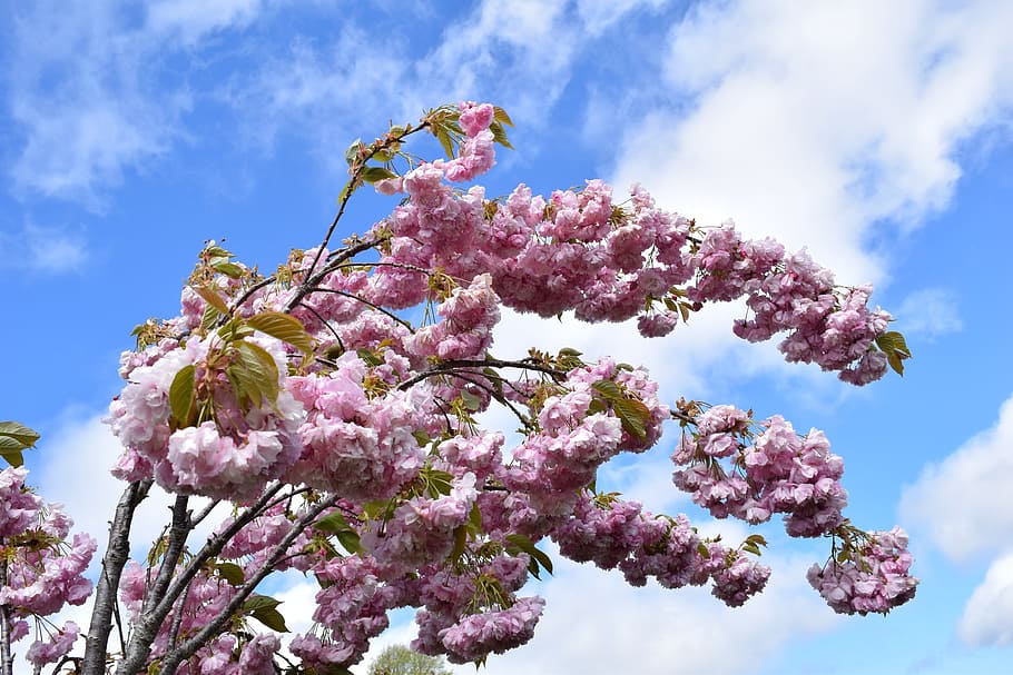 Sakura, Tree, Clouds, Pink, Blossom, sky, flower, low angle view HD wallpaper