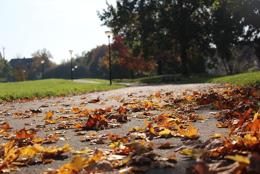 fall, tree, nature, leaf, outdoors, park, maple, autumn, change HD wallpaper