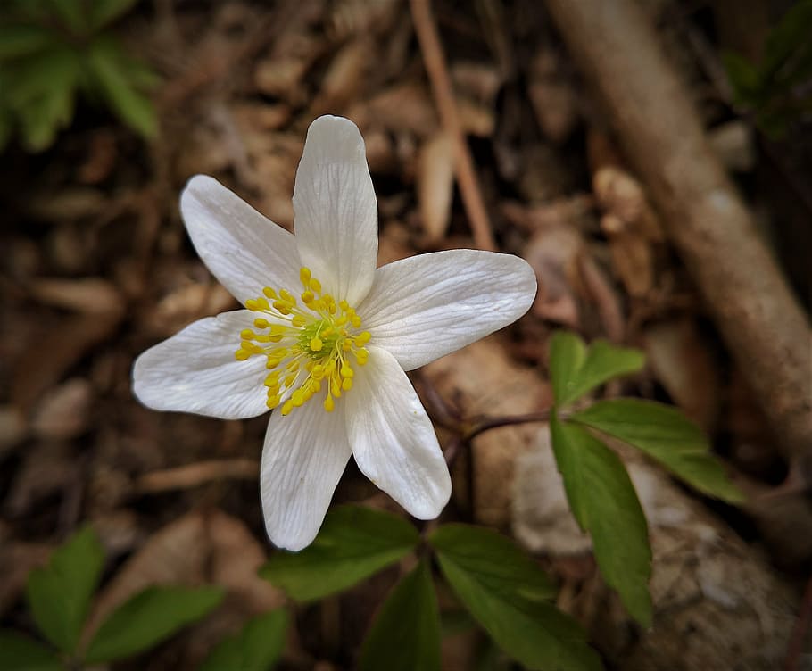 flower, spring, wood, forest, white color, nature, fragility HD wallpaper