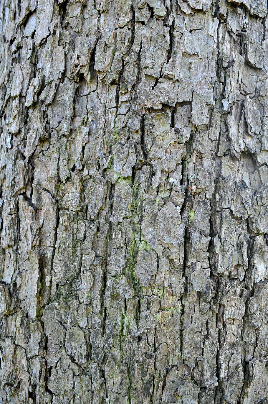 bark, structure, log, tree bark, brown, tribe, wood, nature, HD wallpaper