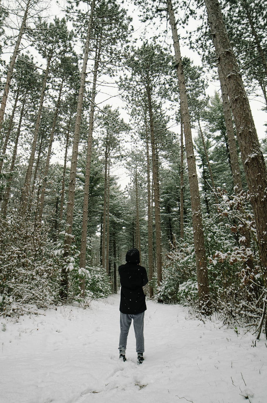 person standing in snow covered forest, person standing beside tree with snow HD wallpaper