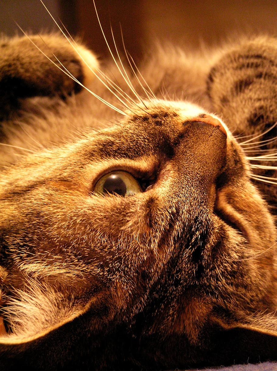 cat, kitty, cute, mammal, animal themes, one animal, pets, domestic cat HD wallpaper