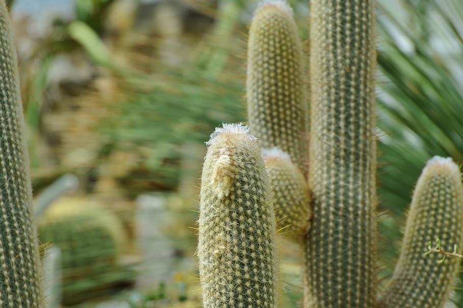 cactus, spur, green, prickly, plant, thorns, nature, pointed HD wallpaper