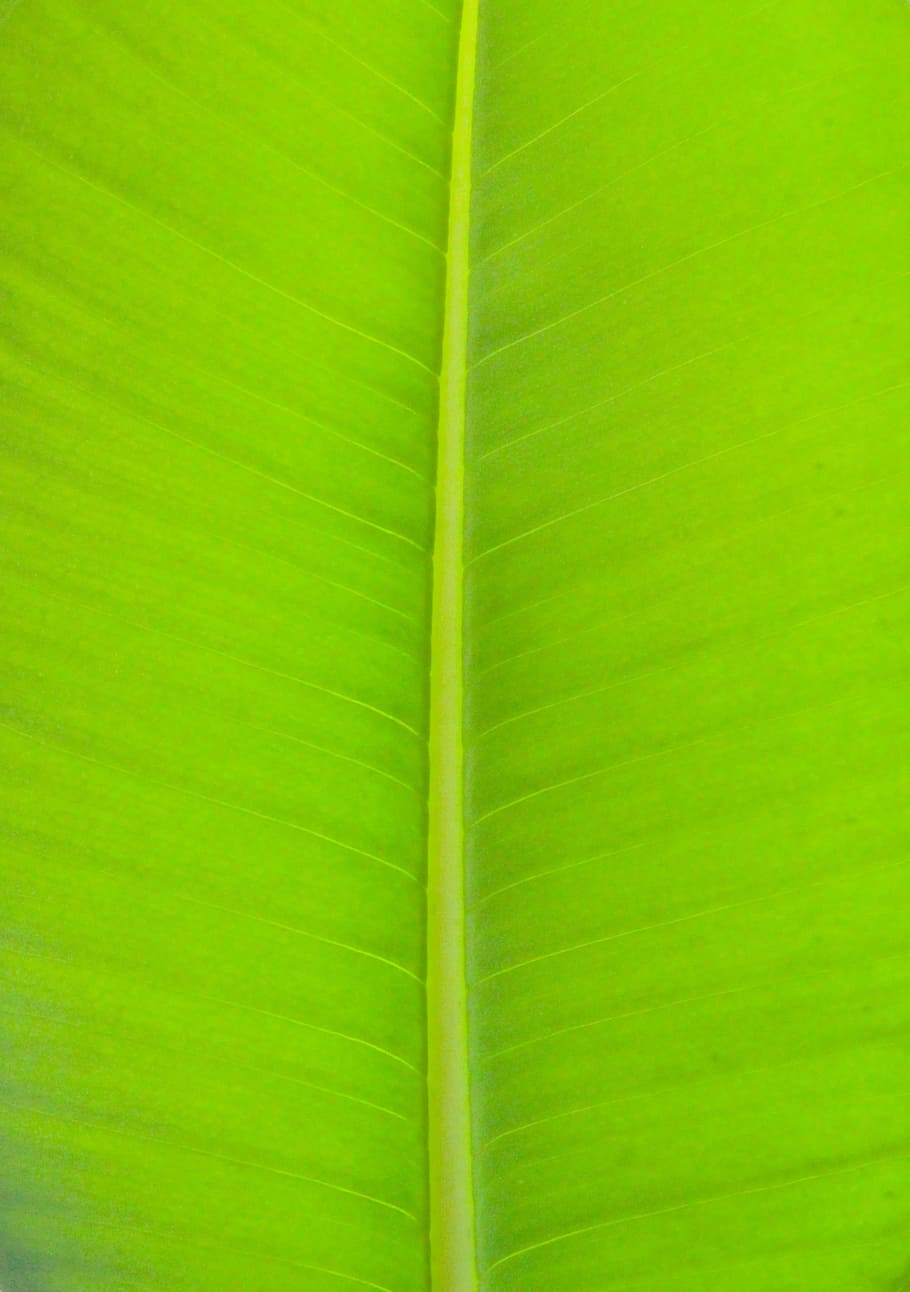 light, the leaves, leaf, nature, plants, green, herb, green color