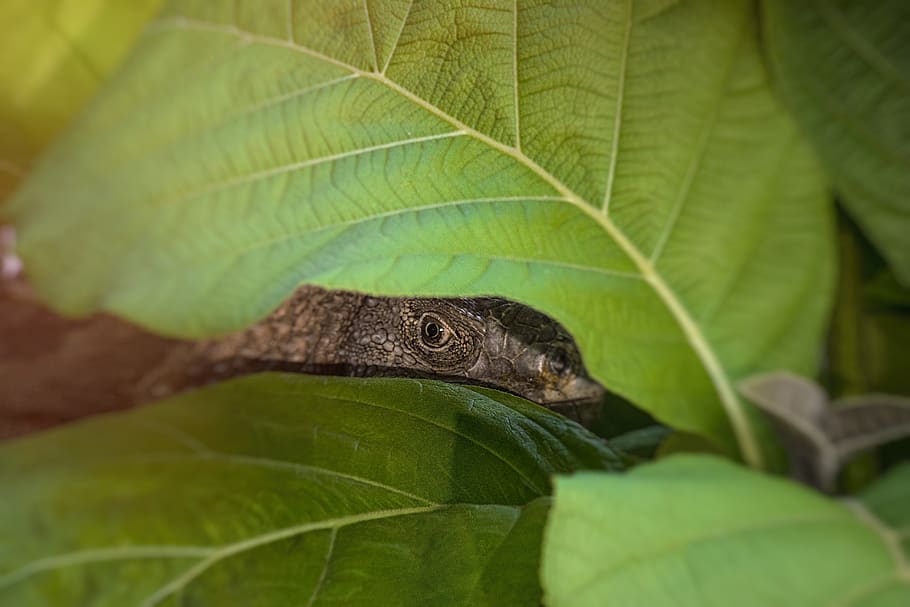 leaf, nature, flora, closeup, environment, iguana, colombia HD wallpaper
