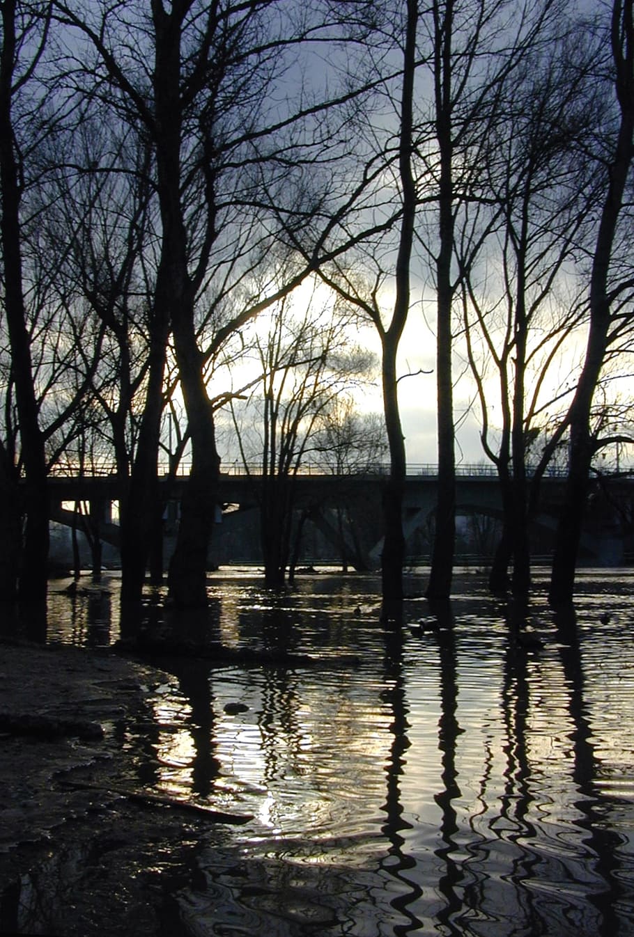 trees, reflection, water, under water, sky, twilight, bare tree HD wallpaper