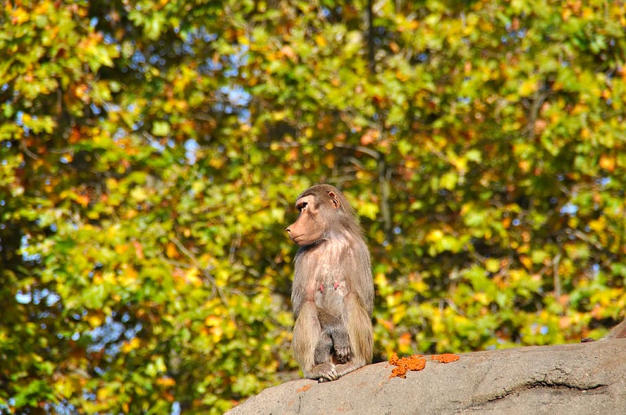 baboons, papio, old world monkey relatives, cercopithecidae HD wallpaper