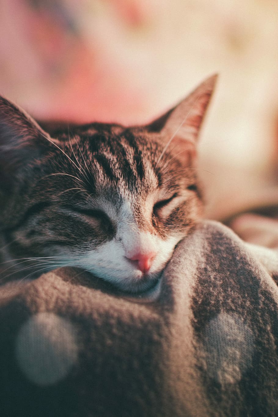 shallow focus photography of gray tabby cat sleeping on bed, closeup photo brown tabby cat, HD wallpaper