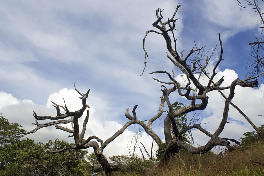 dead tree, sky, nature, clouds, trunk, natural, wood, branches HD wallpaper