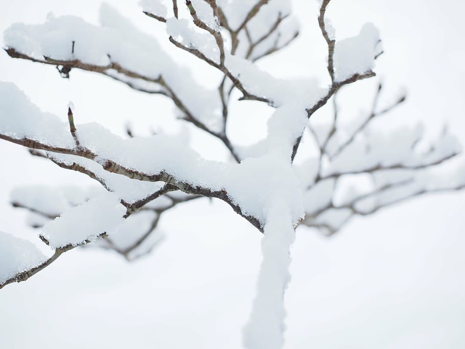 aesthetic, winter, snow, trees, snowed in, winter forest, wintry HD wallpaper