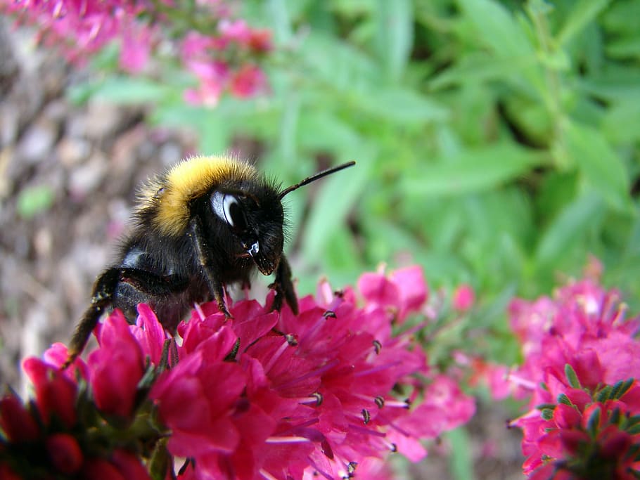 Bumblebee, Insect, Flower, Summer, one animal, animals in the wild HD wallpaper