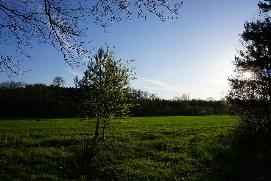 spring, tree, nature, field, green, sky, plant, tranquility HD wallpaper