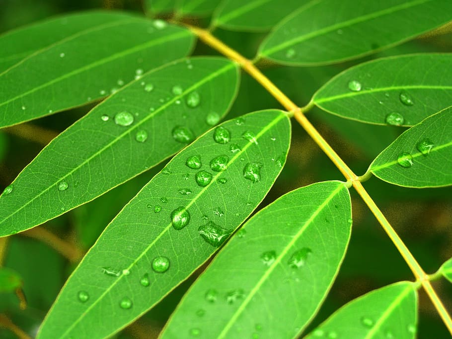 Water, Drops, Leaf, Grass, Green, Dew, rain, closeup, life HD wallpaper
