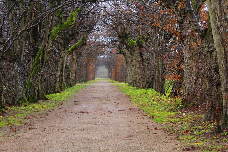pathway surrounded by trees at daytime, avenue, away, park HD wallpaper