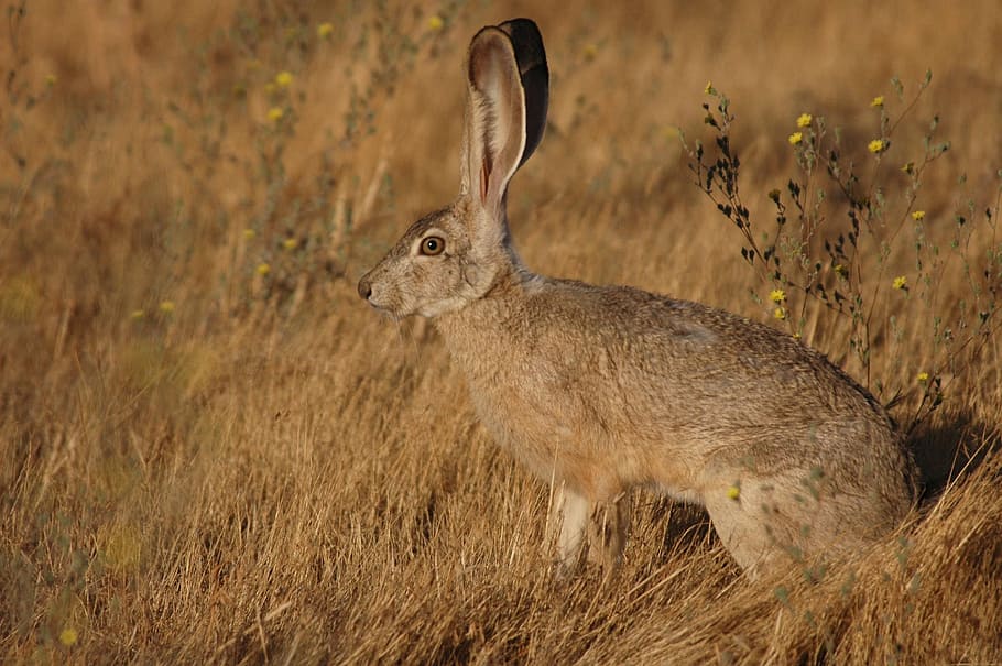 californicus, lepus, jackrabbit, tailed, bunny, animals, fauna HD wallpaper