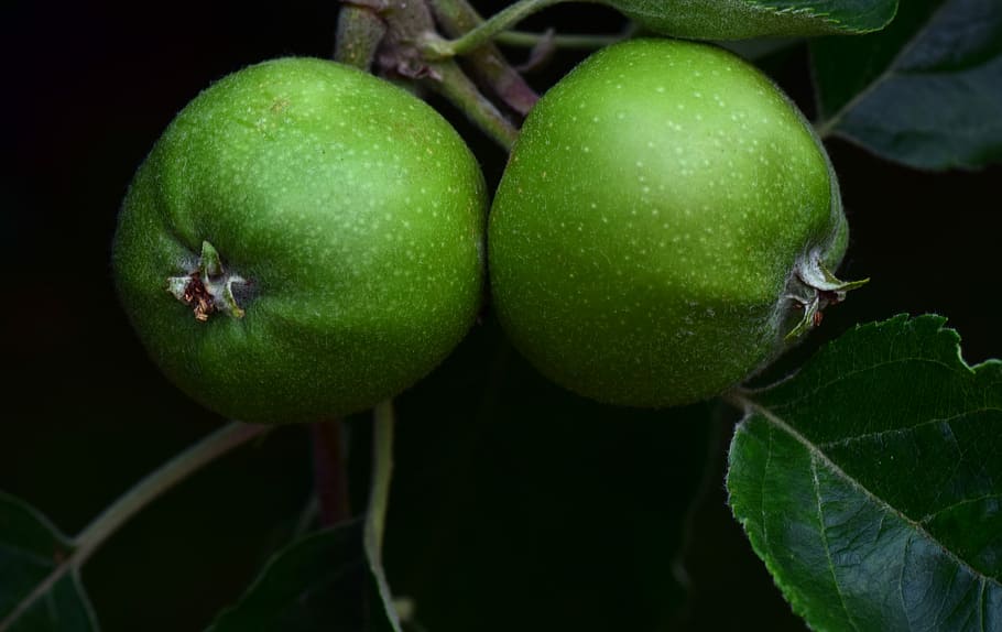 apple, green apple, fruit, immature, young, small, summer, about HD wallpaper