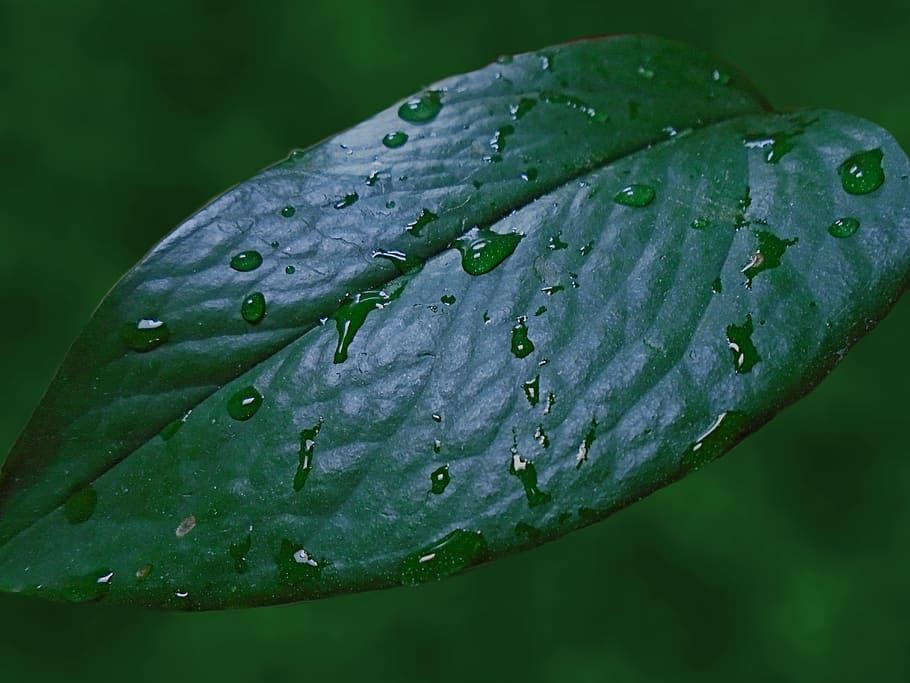 raindrops, leaf, nature, dew, flora, green, garden, freshness HD wallpaper