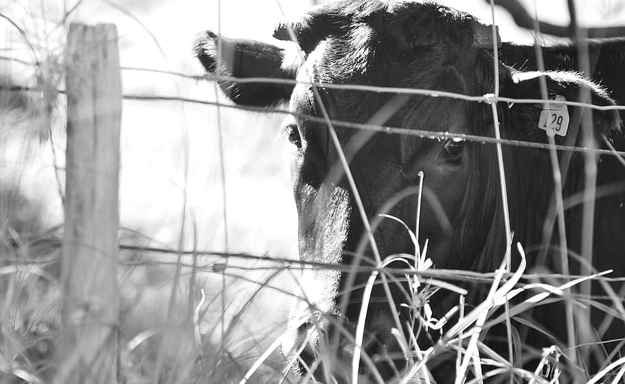 grayscale photography of bull, cow, maui, hawaii, farm, grass