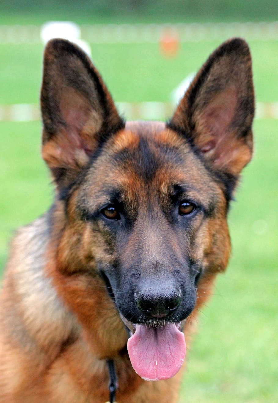 closed up photo of German Shepherd, german shepherd dog, bitch HD wallpaper