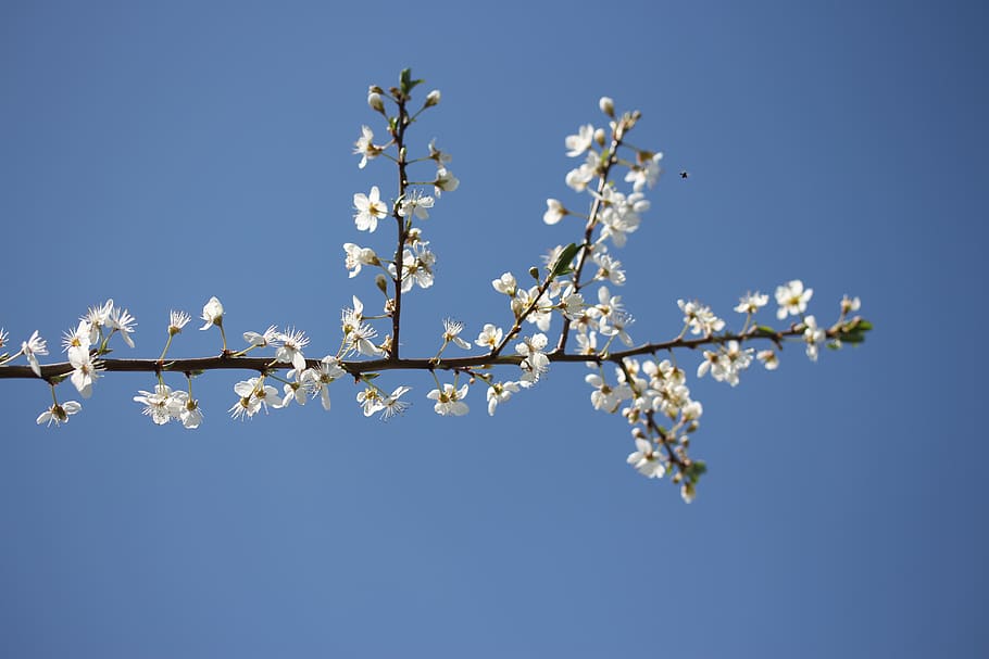 flowers, casey, white, spring, fruit tree, corcodus, sky, beauty in nature HD wallpaper
