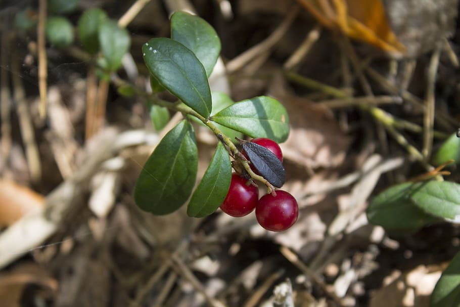 cranberries, forest, berry, forest berries, leaf, plant part HD wallpaper