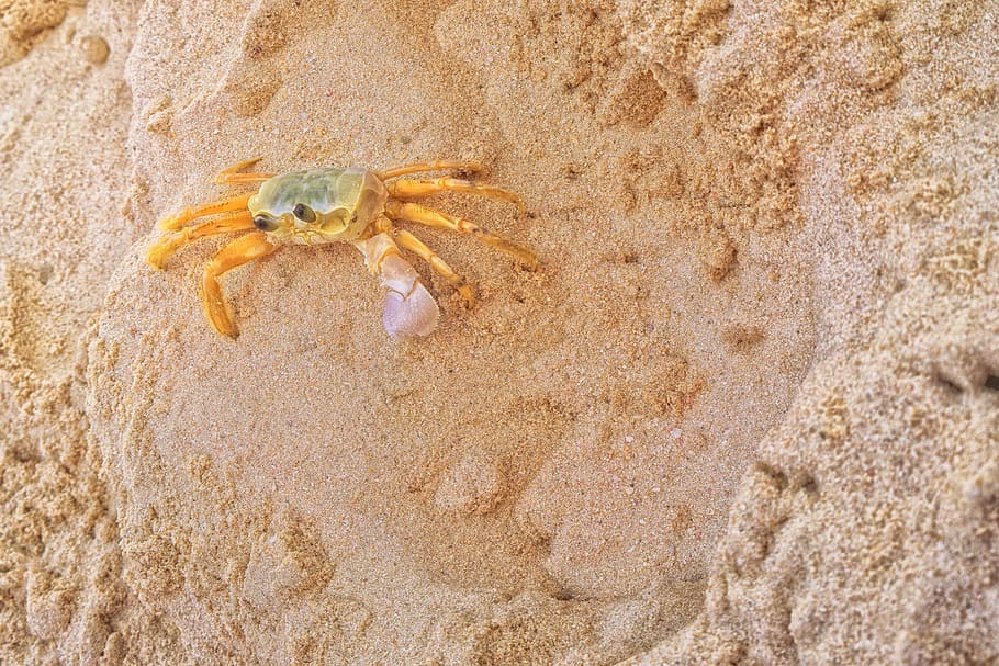 crab, beach, sand, nature, crustacean, shellfish, travel, animal wildlife HD wallpaper