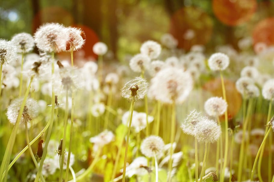 Dandelion, Nature, Spring, Flower, green, plant, sun, life HD wallpaper