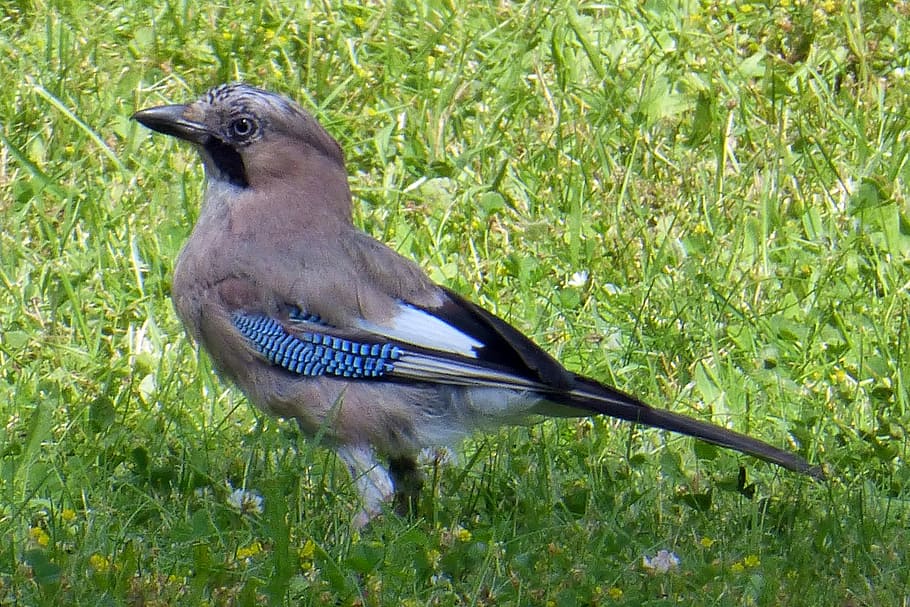 Jay, Bird, Forest, Nature, one animal, animal themes, grass HD wallpaper