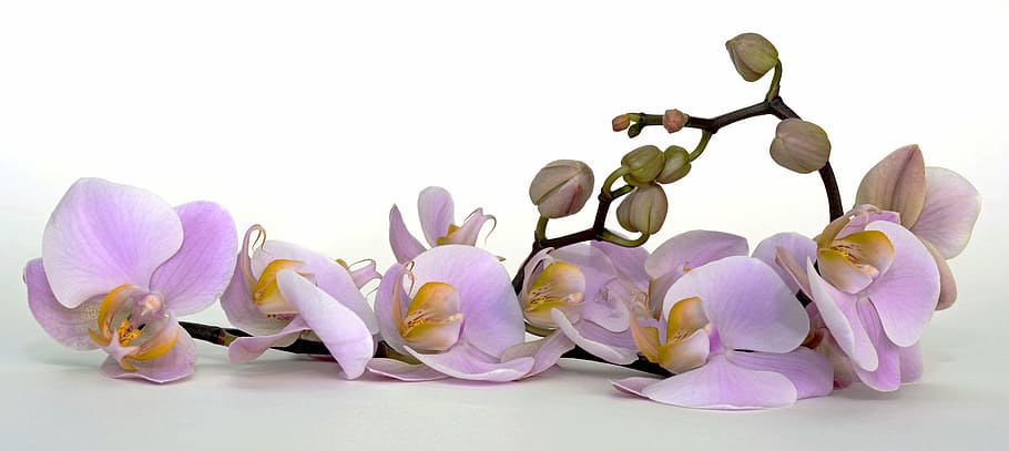 purple orchid flower, blossom, bloom, bud, tropical, violet, petal, HD wallpaper