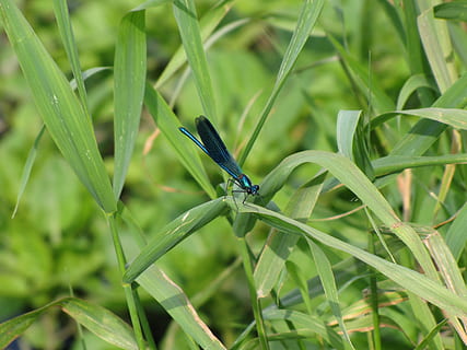 dragonfly, insect, bug, wing, nature, animal, wildlife, creature HD wallpaper