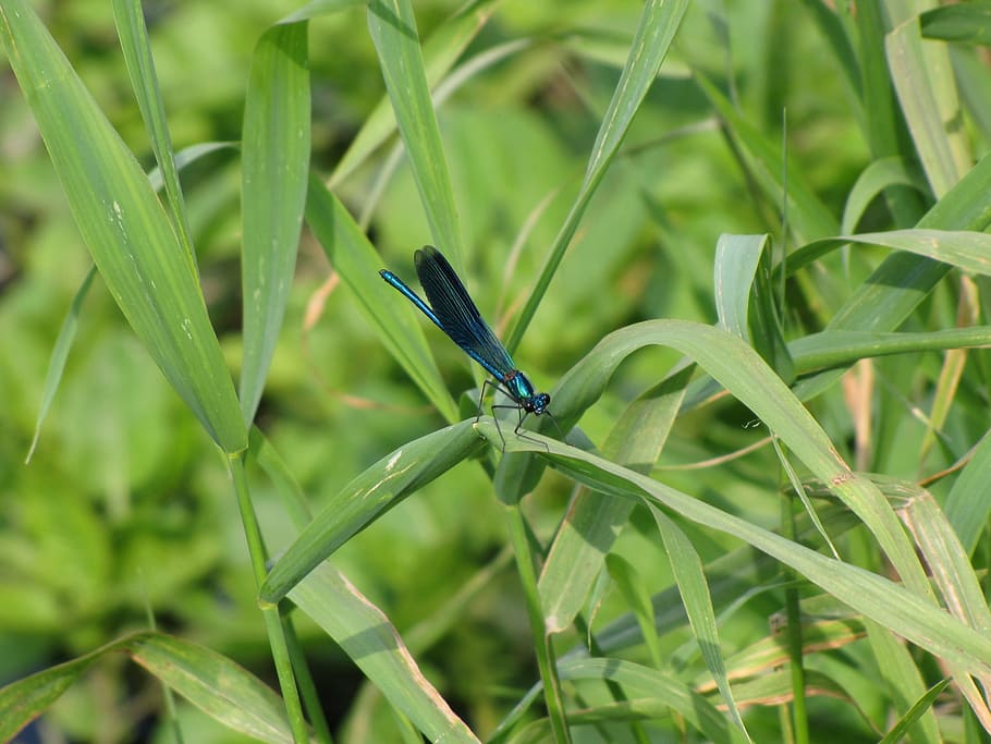dragonfly, insect, bug, wing, nature, animal, wildlife, creature HD wallpaper