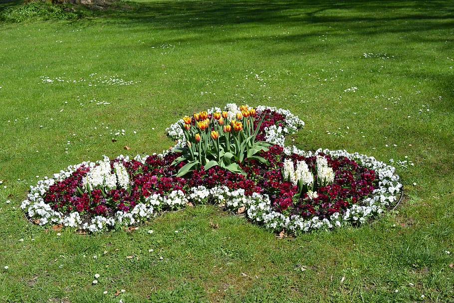 flower, greizer park, thuringia germany, plant, flowering plant HD wallpaper