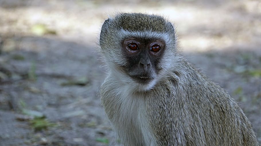 botswana, old world monkey, wildlife, animal, nature, mammal HD wallpaper