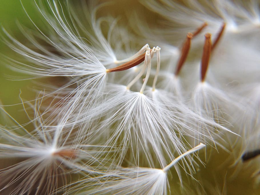 closeup view of dandelion, flowers, light, close-up, fragility HD wallpaper