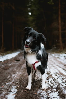 Black faced border store collie