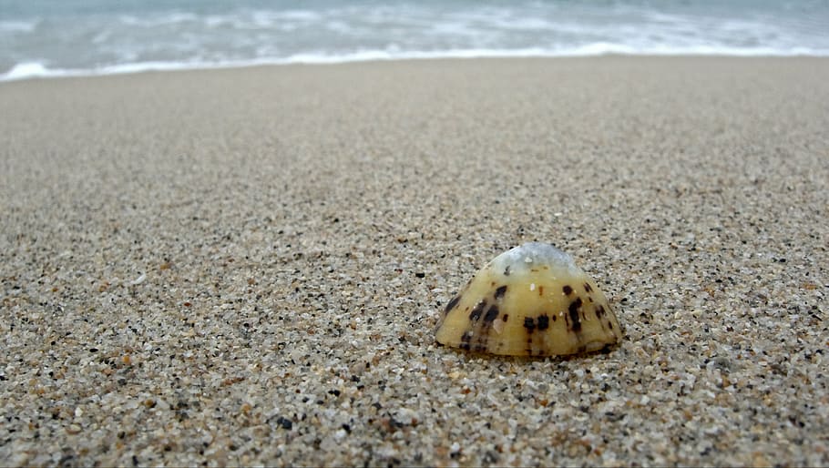 limpet, shell, alone, lonely, single, beach, sand, seaside HD wallpaper