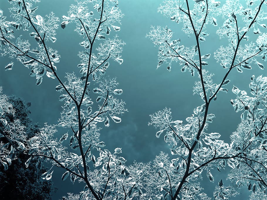 landscape, nature, clouds, trees, branches, bright, close-up HD wallpaper
