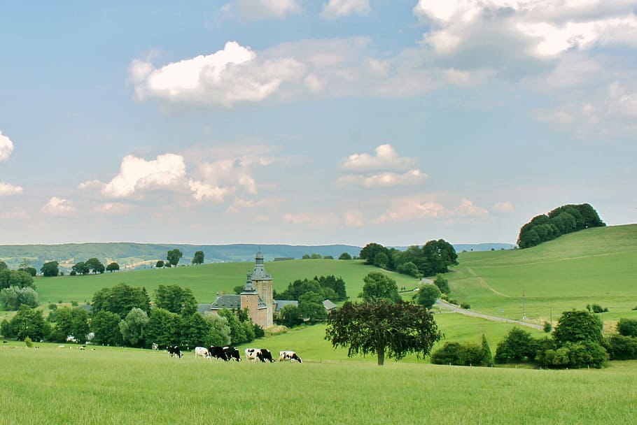 herd of cows on grassland, landscape, reported, castle, nature HD wallpaper