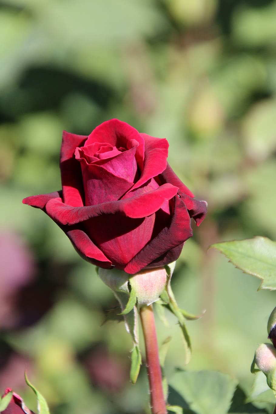 rose, red, red rose, flower, blossom, bloom, nature, rose - Flower HD wallpaper