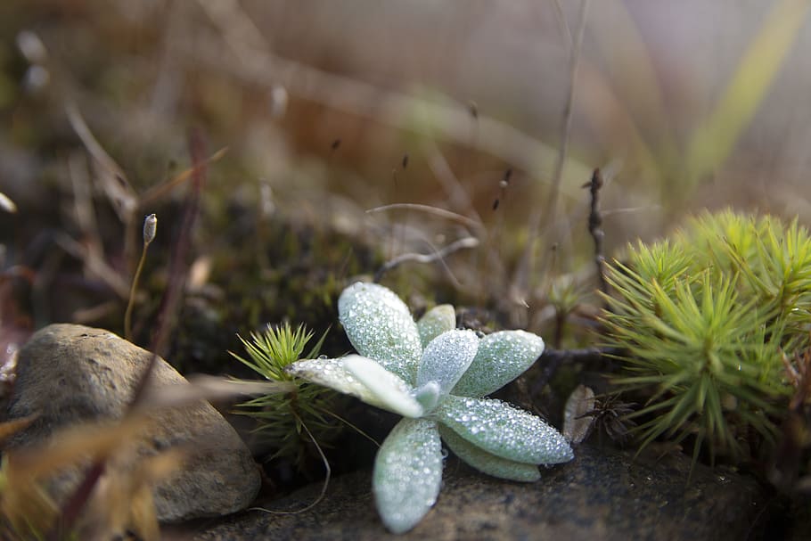 forest, star, nature, plant, growth, green color, close-up HD wallpaper