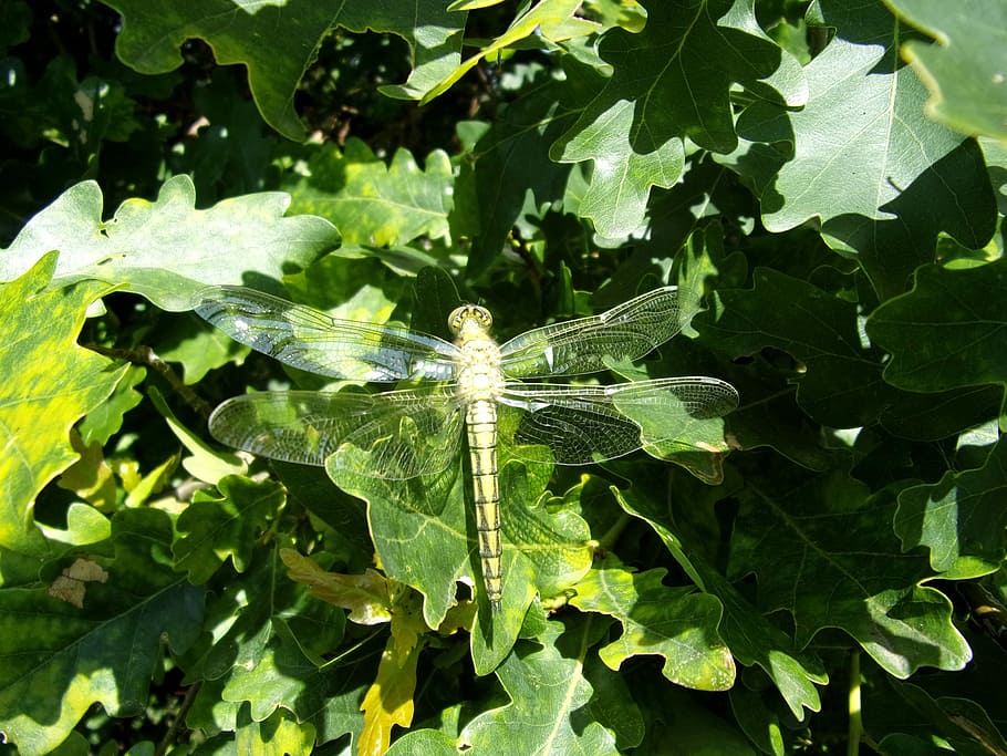 Dragonfly, Insect, Nature, Macro, green color, leaf, plant HD wallpaper