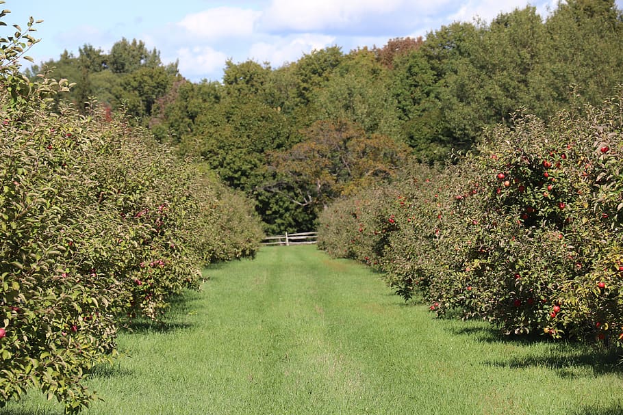 sky, clouds, trees, landscape, apples, orchard, plant, growth HD wallpaper