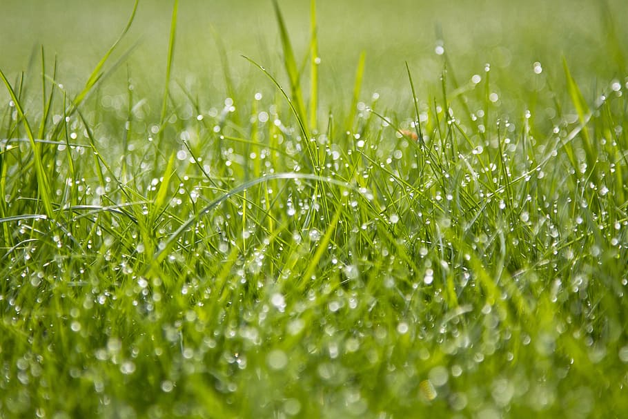 green grass during daytime, dew, nature, meadow, morning, fresh HD wallpaper