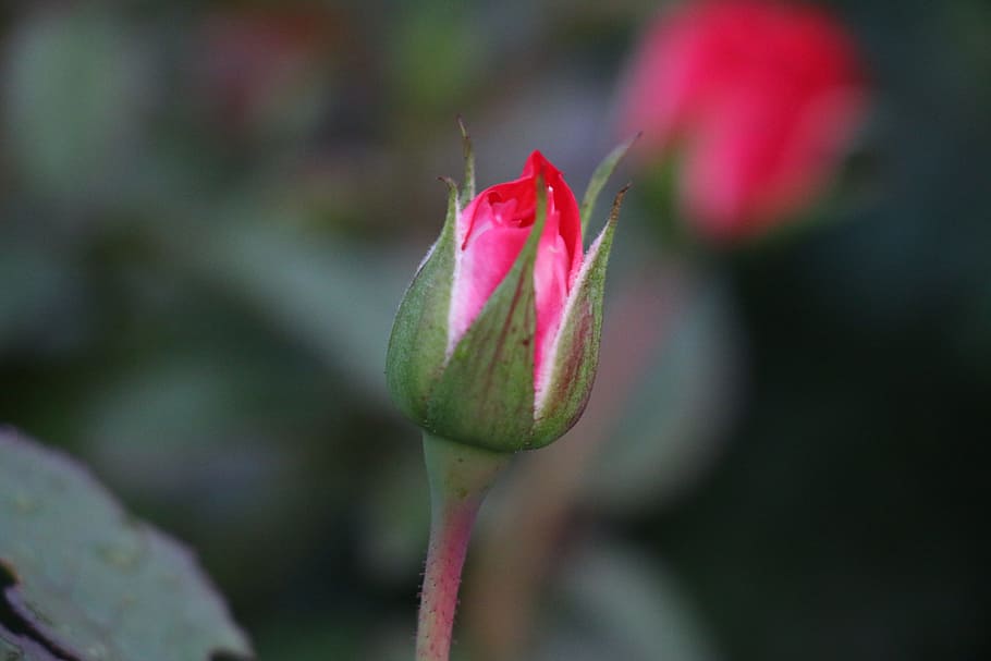 rose bud love, romance, romantic, rosebud, red, rose bloom, HD wallpaper