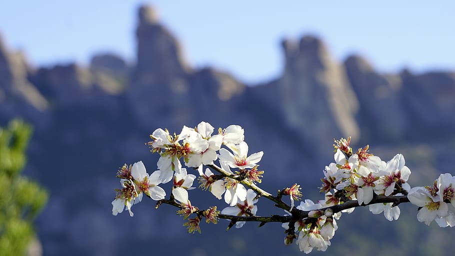 flowers, almond tree, spring, flowering, almond branch in bloom HD wallpaper