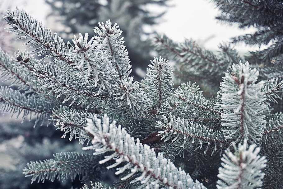 green tree, needle, pine, branch, christmas, nature, winter HD wallpaper