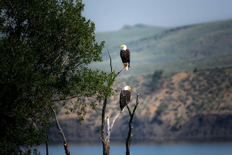 two Bald Eagles perched on gray bare tree branch during daytime, two eagles standing on tree branch HD wallpaper