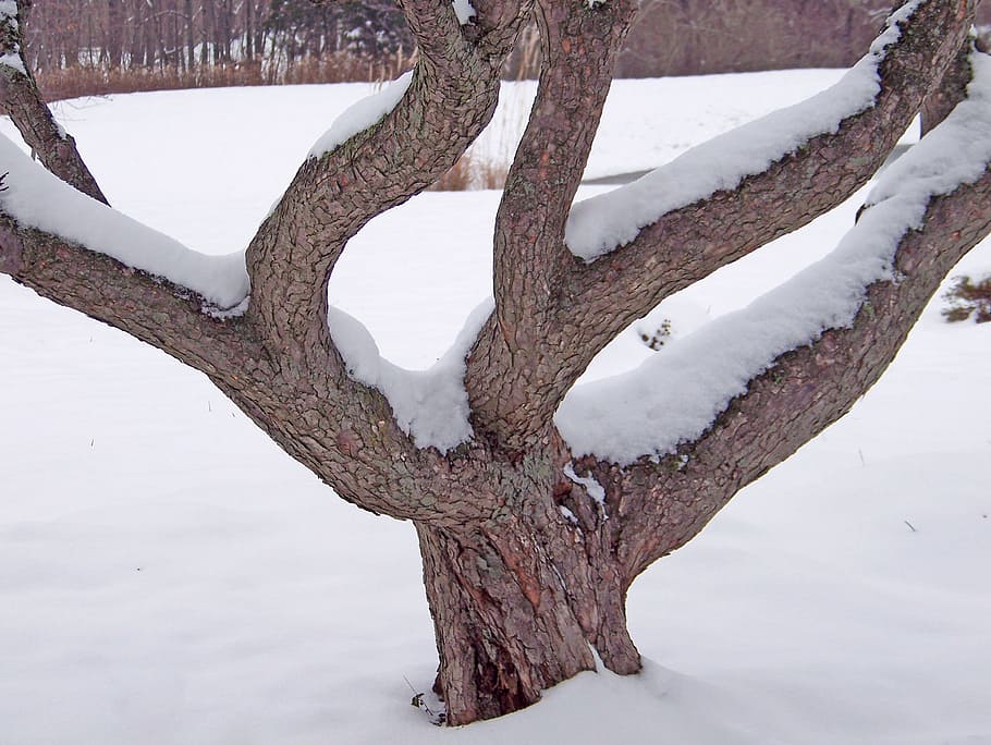 Tree, Snow, Winter, Trunk, Season, Cold, december, ice, january HD wallpaper
