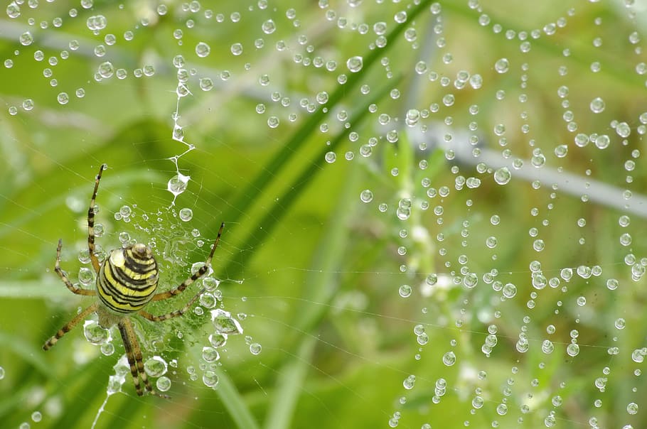 spider, dewdrop, nature, close, cobweb, morgentau, insect, network HD wallpaper